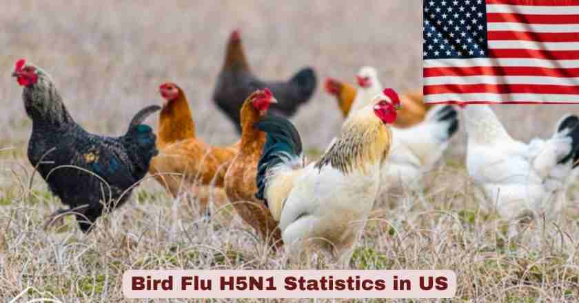 Bird Flu H5N1 Statistics in US